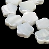 Natural Trochus Shell Beads Strands BSHE-P033-07-4