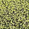 8/0 Inside Colours Transparent Glass Seed Beads X1-SEED-T007-06C-2