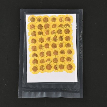 Centaurea Iberica Embossing Dried Flower DIY-K032-65A-1