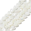 Natural Trochus Shell Beads Strands BSHE-P033-07-2