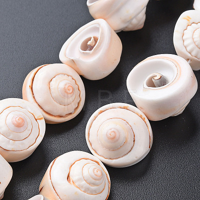 Natural Spiral Shell Bead Strands X-SSHEL-N034-106-1