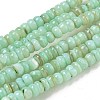 Dyed Natural Freshwater Shell Beads Strands X1-BSHE-G039-07E-1