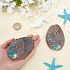 Natural Abalone Shell Display Decoration FIND-WH0817-038A-3