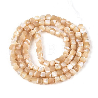 Natural Trochid Shell/Trochus Shell Beads Strands BSHE-T014-52B-01-1