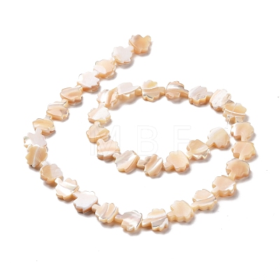 Natural Trochid Shell Beads Strands SSHEL-G023-09A-1