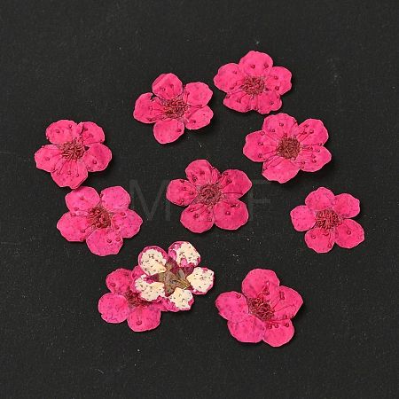 Narcissus Embossing Dried Flowers DIY-K032-60G-1