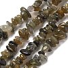 Natural Labradorite Beads Strands G-P332-23-2