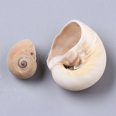 Natural Conch Shell Beads SSHEL-S258-78-1