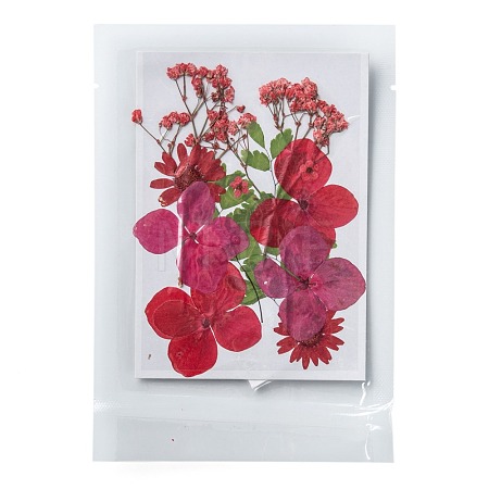 Pressed Dried Flowers DIY-F076-01C-1
