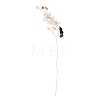 Glass Seeds Beads GLAA-K060-05G-01-3