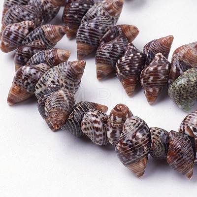 Natural Spiral Shell Beads Strands X-BSHE-L036-31-1