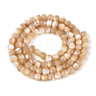 Natural Trochid Shell/Trochus Shell Beads Strands BSHE-T014-53-1
