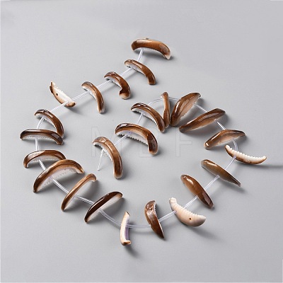 Natural Freshwater Shell Beads Strands SHEL-C001-01-1