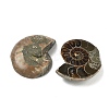 Natural Conch Fossil Cabochons SHEL-G021-01-2